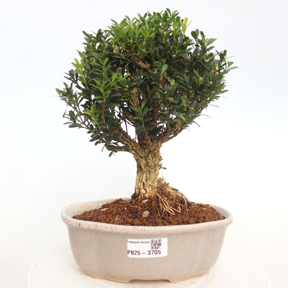 Innenbonsai - Buxus harlandii - Korkbuchsbaum