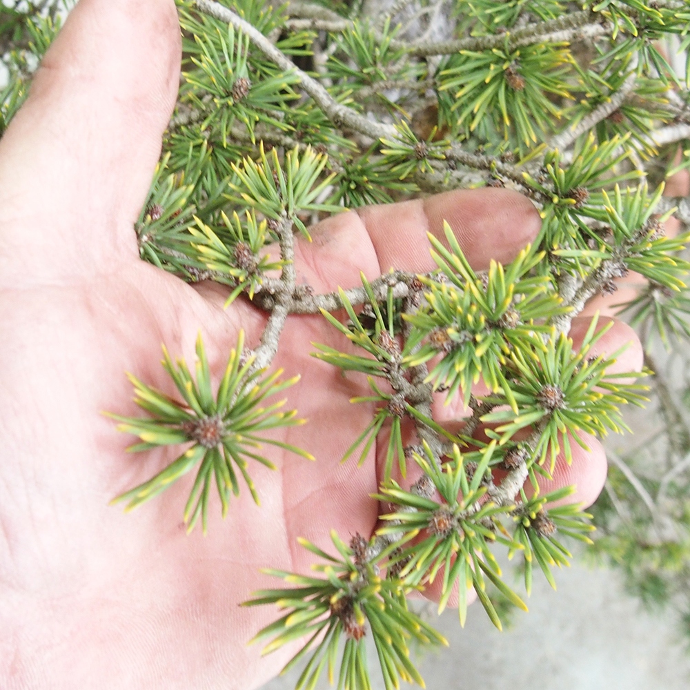 Yamadori - Pinus sylvestris 