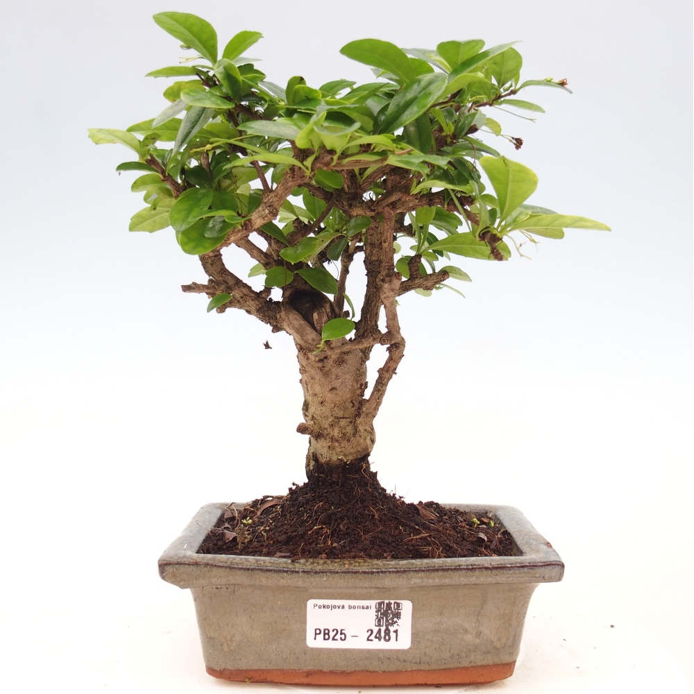 Zimmerbonsai - Carmona Macrophylla - Fuki-Tee