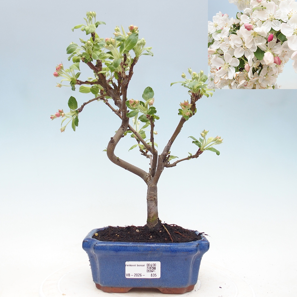 Outdoor-Bonsai -Malus halliana - Kleinfrüchtiger Apfelbaum