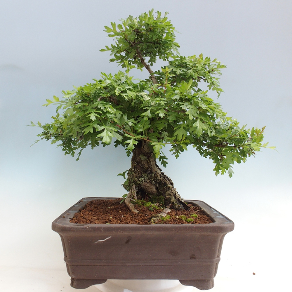 Bonsai im Freien - Weißdorn - Crataegus monogyna