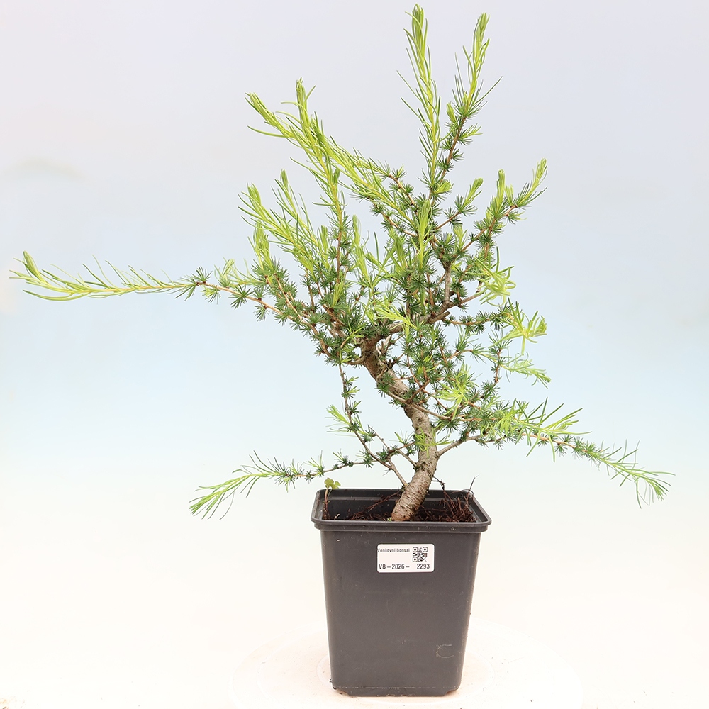 Bonsai für draußen -Larix decidua - Lärche