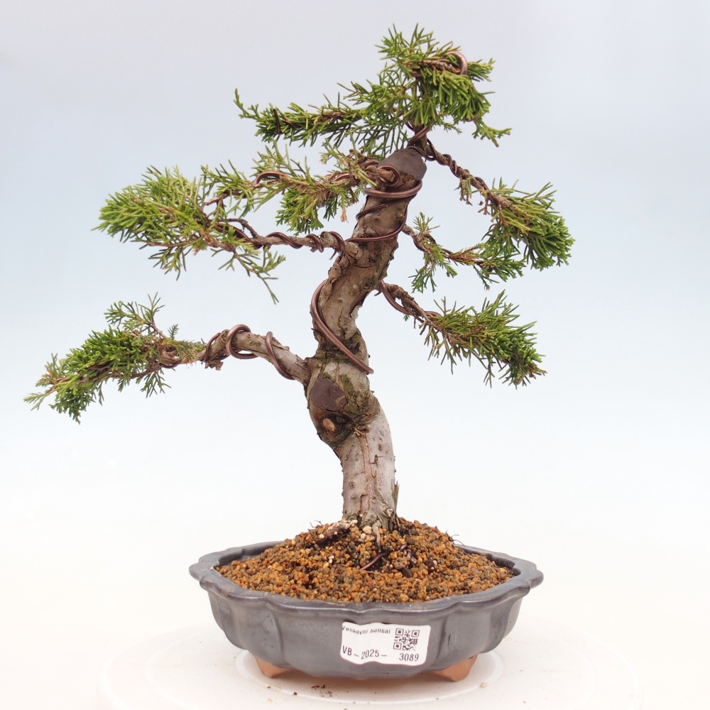 Outdoor bonsai - Juniperus chinensis Itoigawa - Chinese juniper