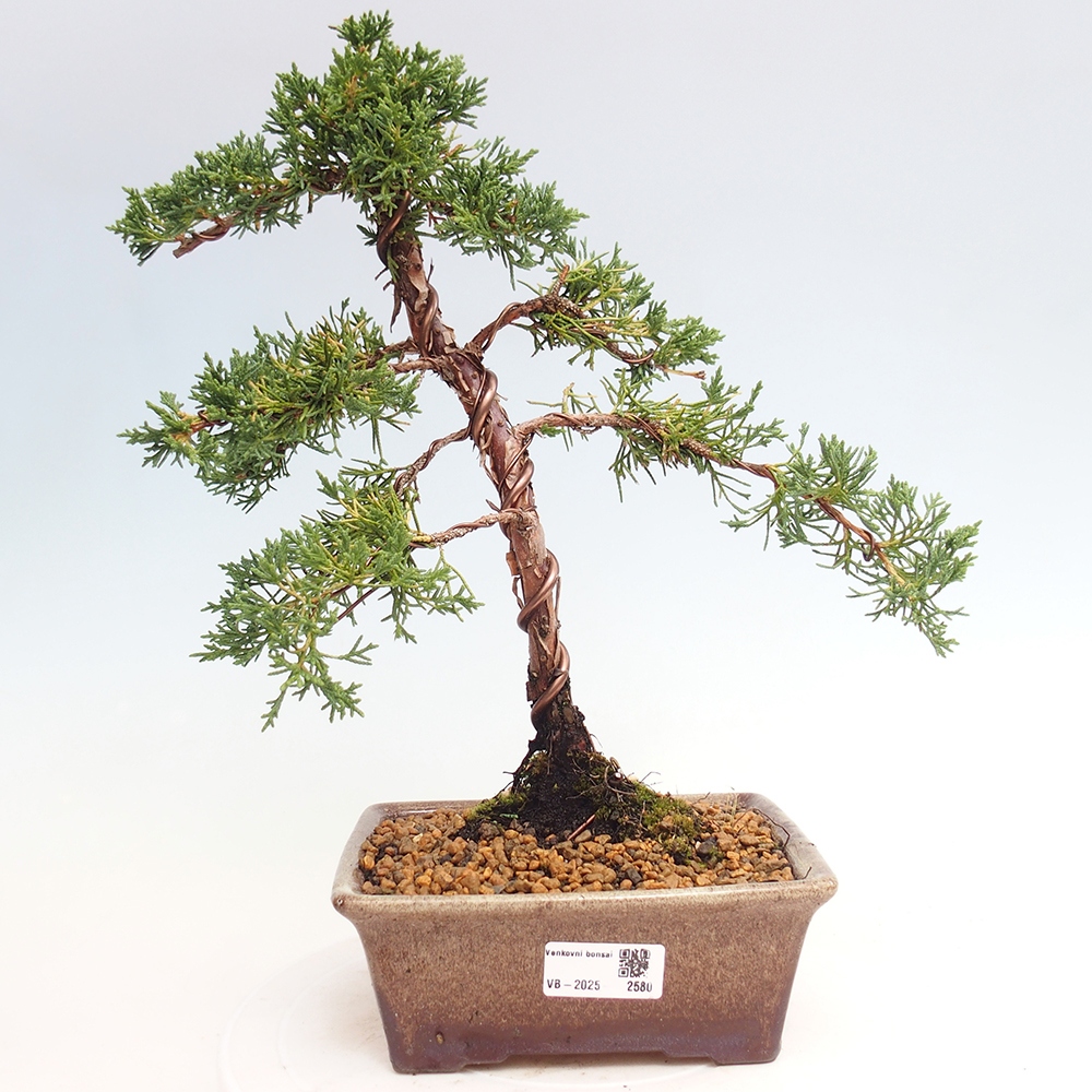 Bonsai im Freien - Juniperus chinensis Kishu - Chinesischer Wacholder