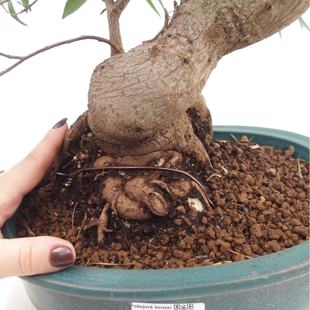 Zimmerbonsai - Ficus nerifolia - Kleinblättriger Ficus