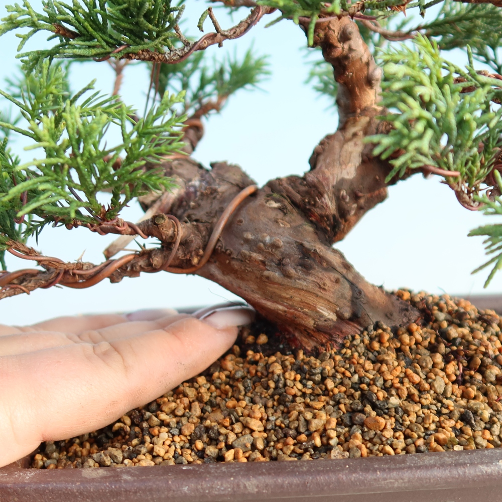 Outdoor bonsai - Juniperus chinensis Itoigawa - Chinese juniper