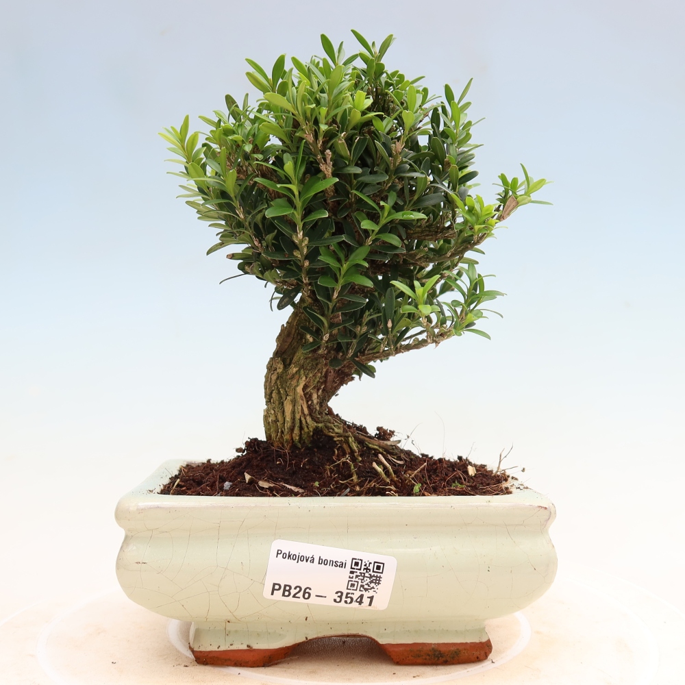 Zimmer Bonsai - Buxus harlandii - Korkbuxus