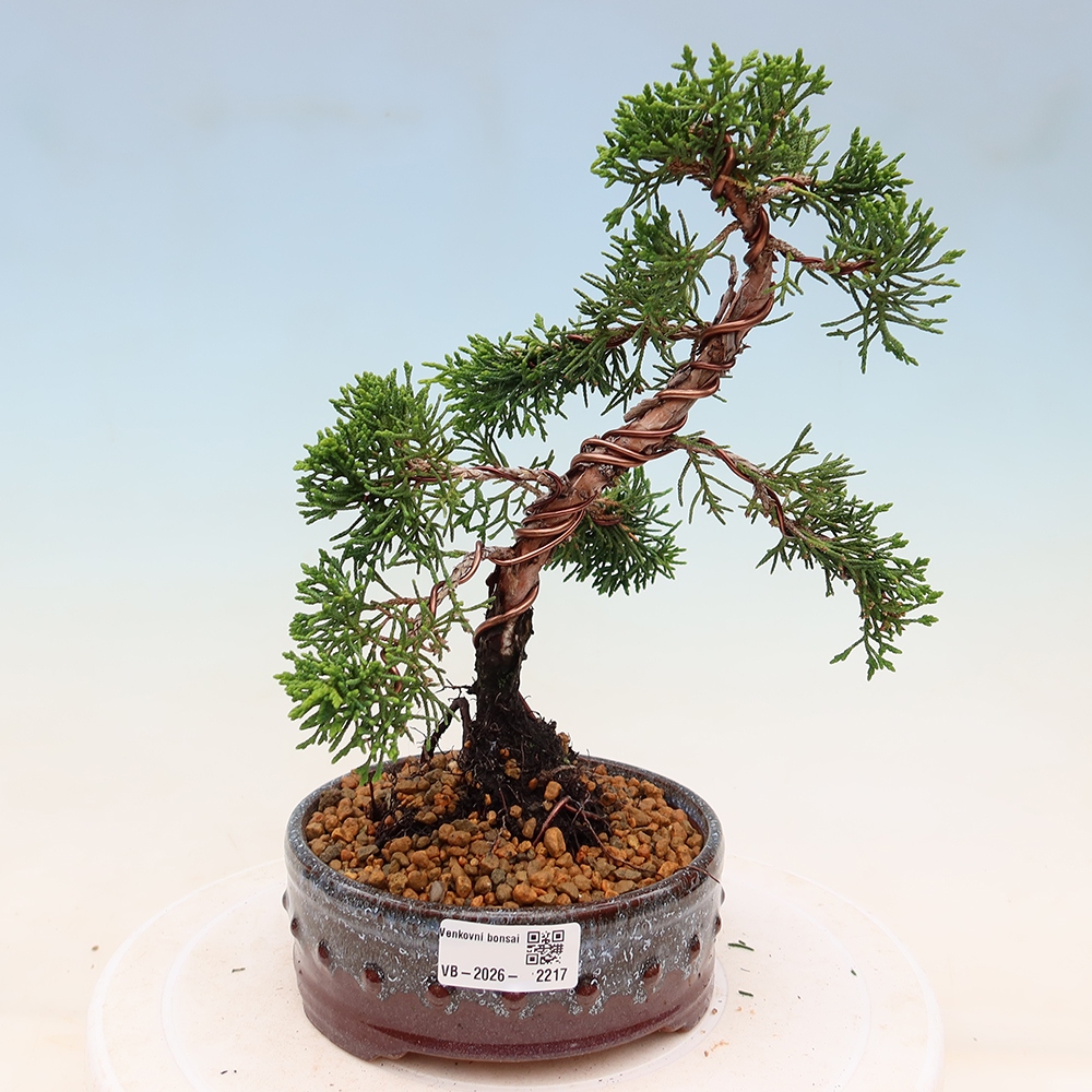 Bonsai für draußen - Juniperus chinensis Kishu