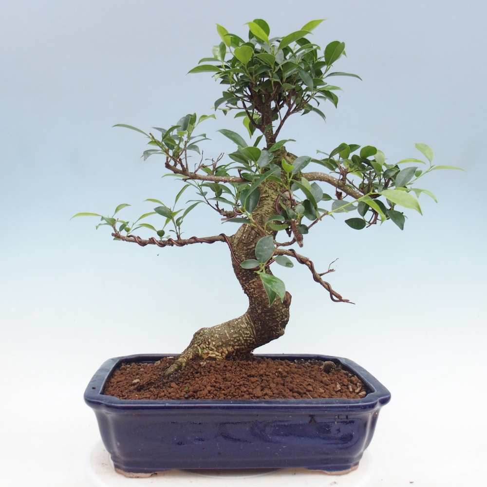 Zimmerbonsai - Ficus kimmen - Kleinblättriger Ficus