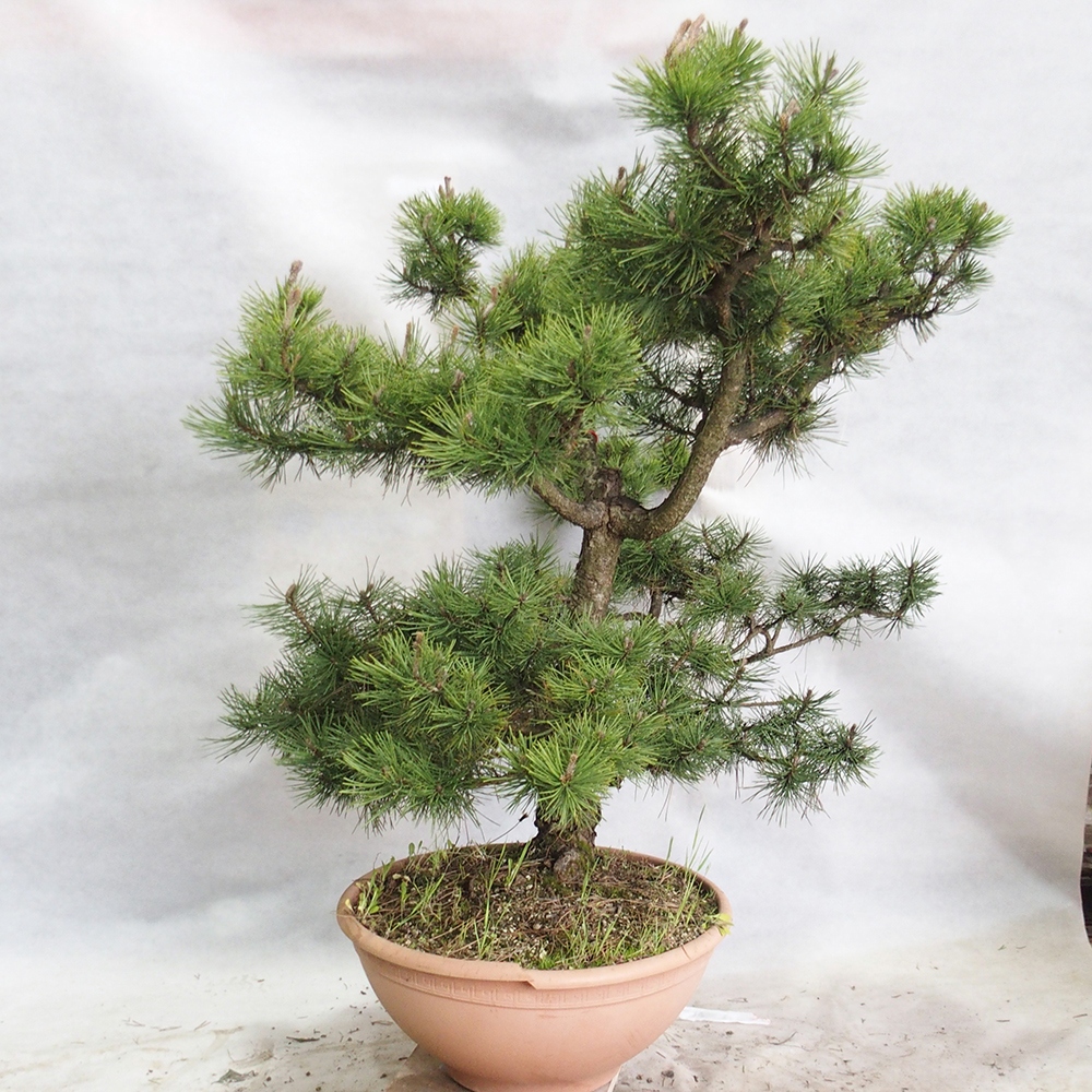 Bonsai im Freien - Pinus Nigra - Schwarzkiefer