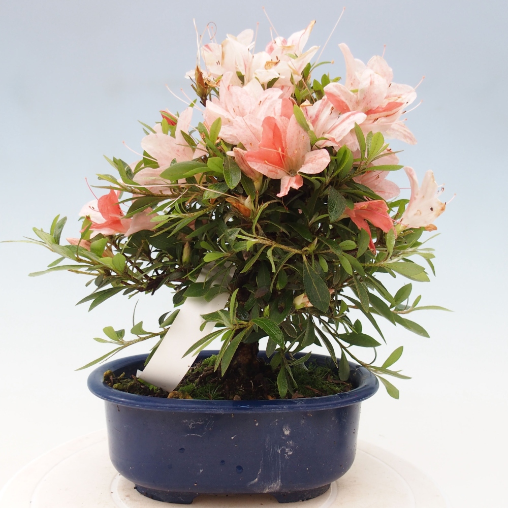 Bonsai im Freien - Japanische Azalee - Azalea Nikko