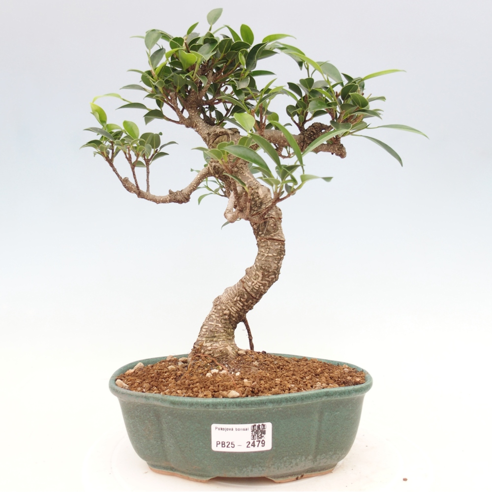 Indoor-Bonsai - Ficus retusa - kleiner Ficus