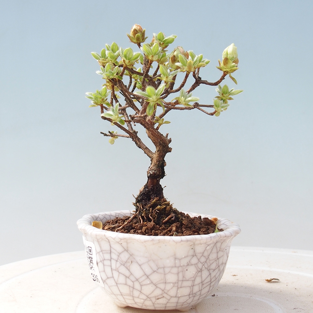 Outdoor-Bonsai - Rododendron indicum - Japanische Azalee