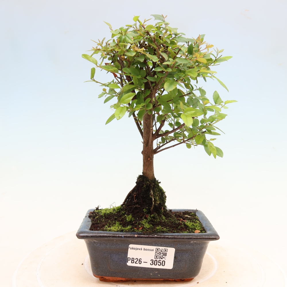 Zimmer Bonsai - Sageretia thea - Sageretia thea
