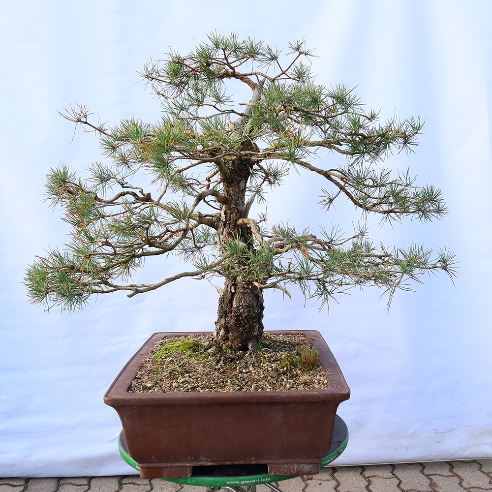 Pinus sylvestris Spanien – Waldkiefer