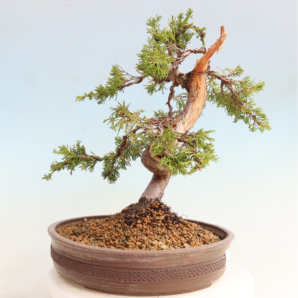 Bonsai für draußen - Juniperus chinensis Itoigawa-Juniperus chinensis