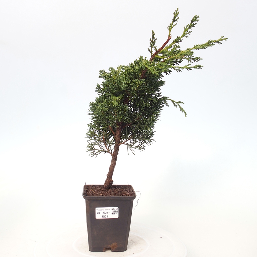 Outdoor-Bonsai - Juniperus chinensis Kishu - Chinesischer Wacholder