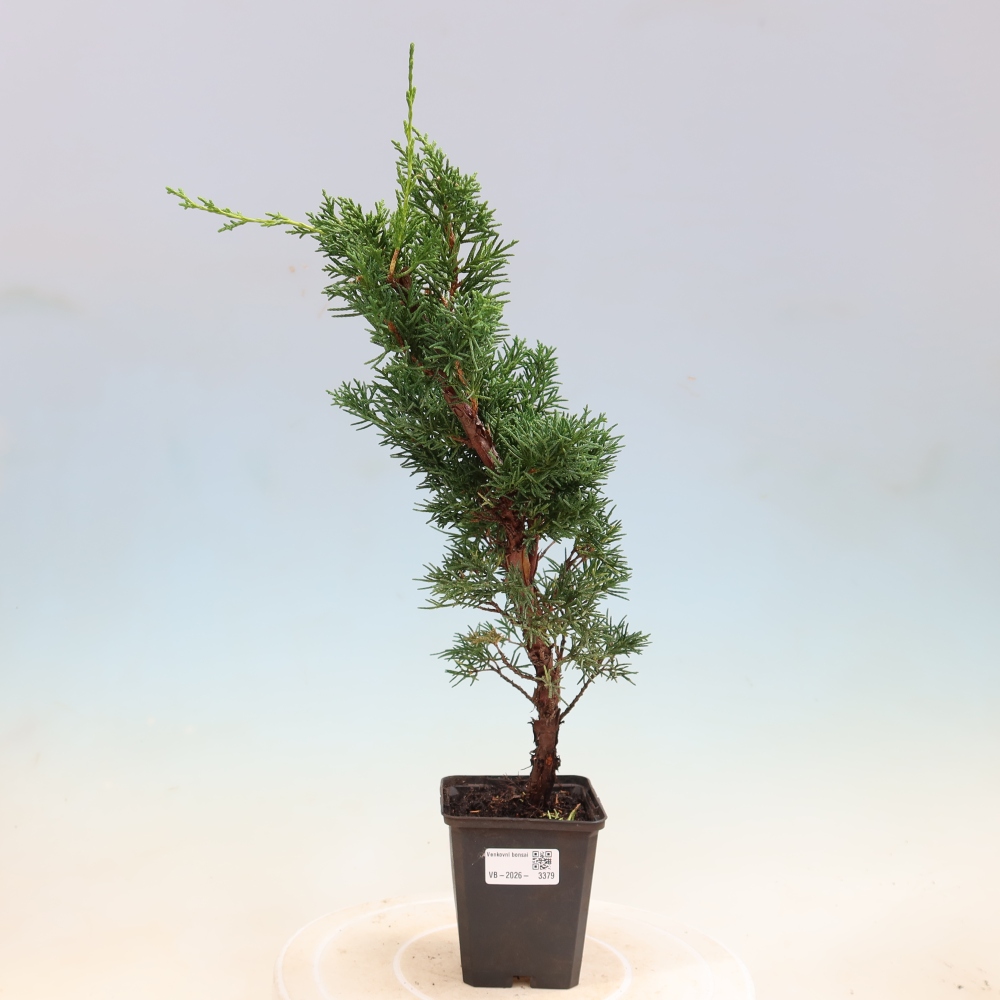 Bonsai für draußen - Juniperus chinensis Kishu