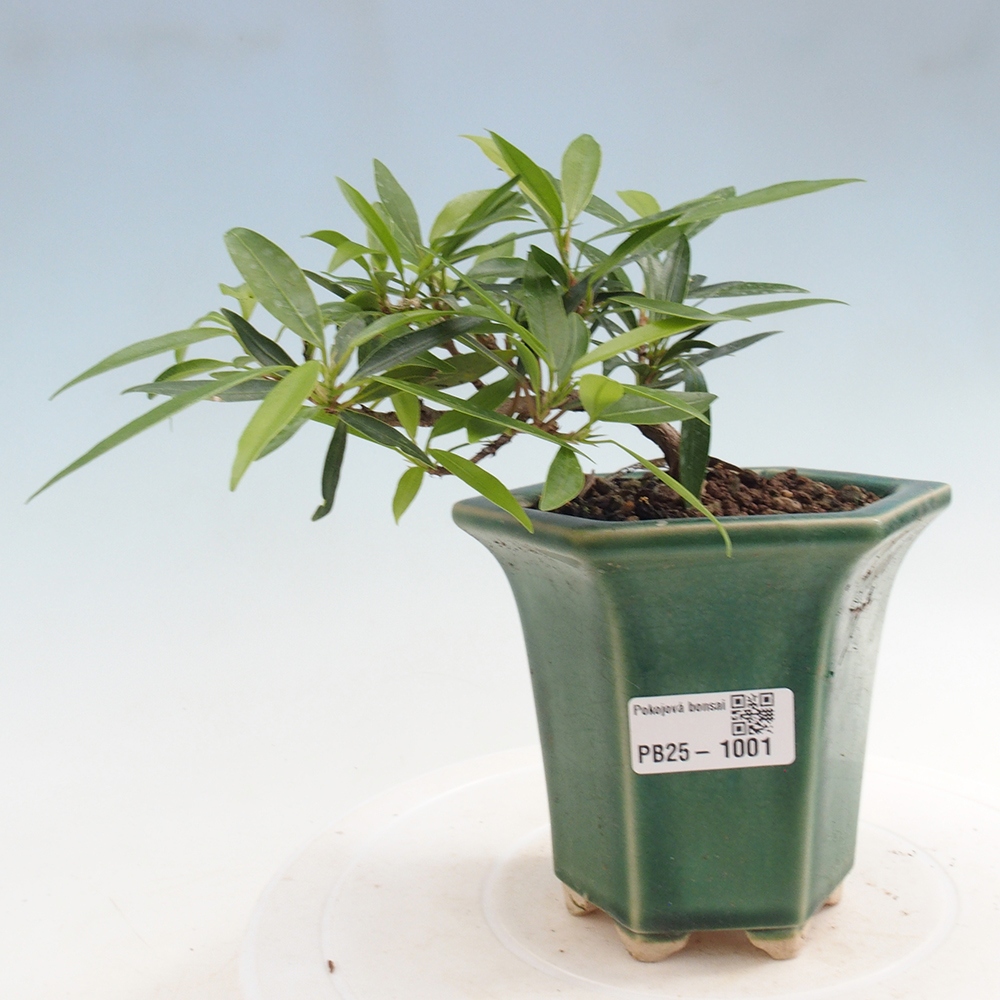 Zimmerbonsai - Ficus nerifolia - kleinblättriger Ficus