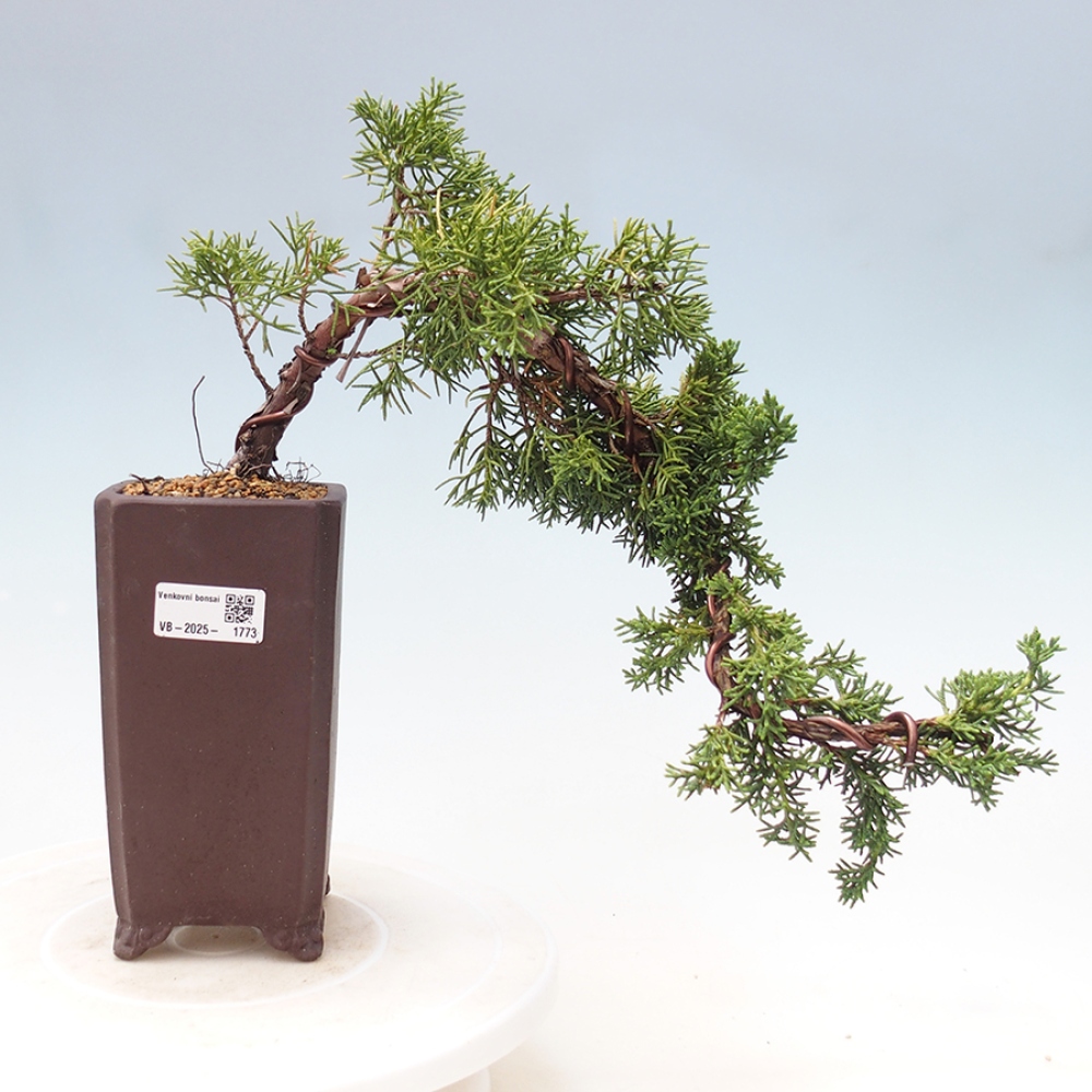 Bonsai im Freien - Juniperus chinensis Kishu - Chinesischer Wacholder
