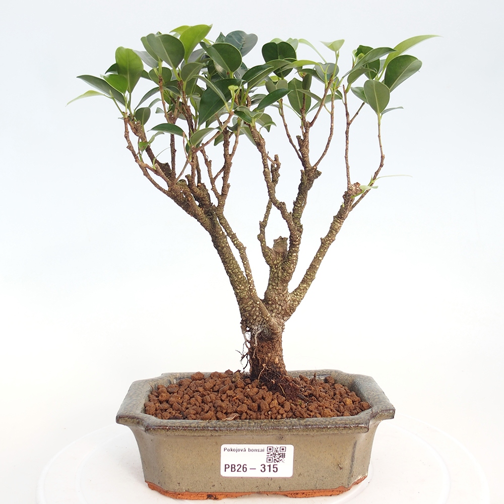 Zimmerbonsai - Ficus retusa - Kleinblättriger Ficus