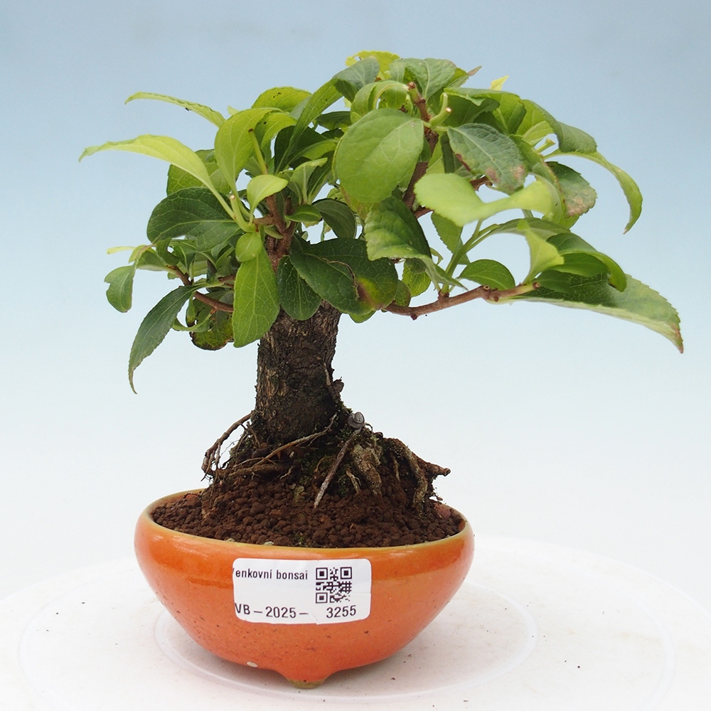 Outdoor-Bonsai - Celastrus Jesenec