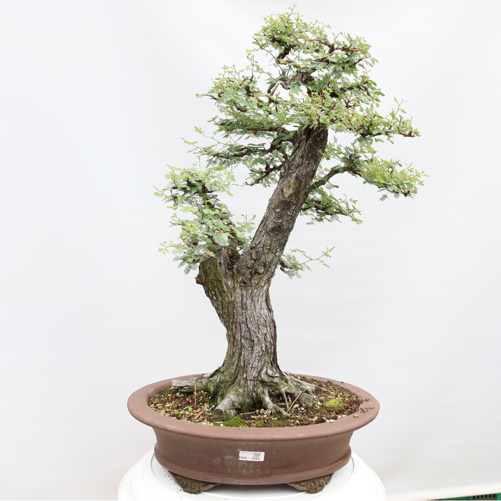 Zimmer Bonsai - Akazien Arabica