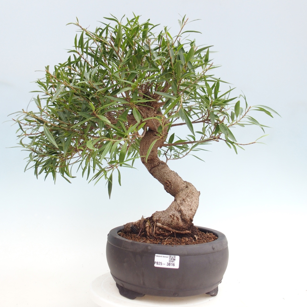 Zimmerbonsai - Ficus nerifolia - Kleinblättriger Ficus