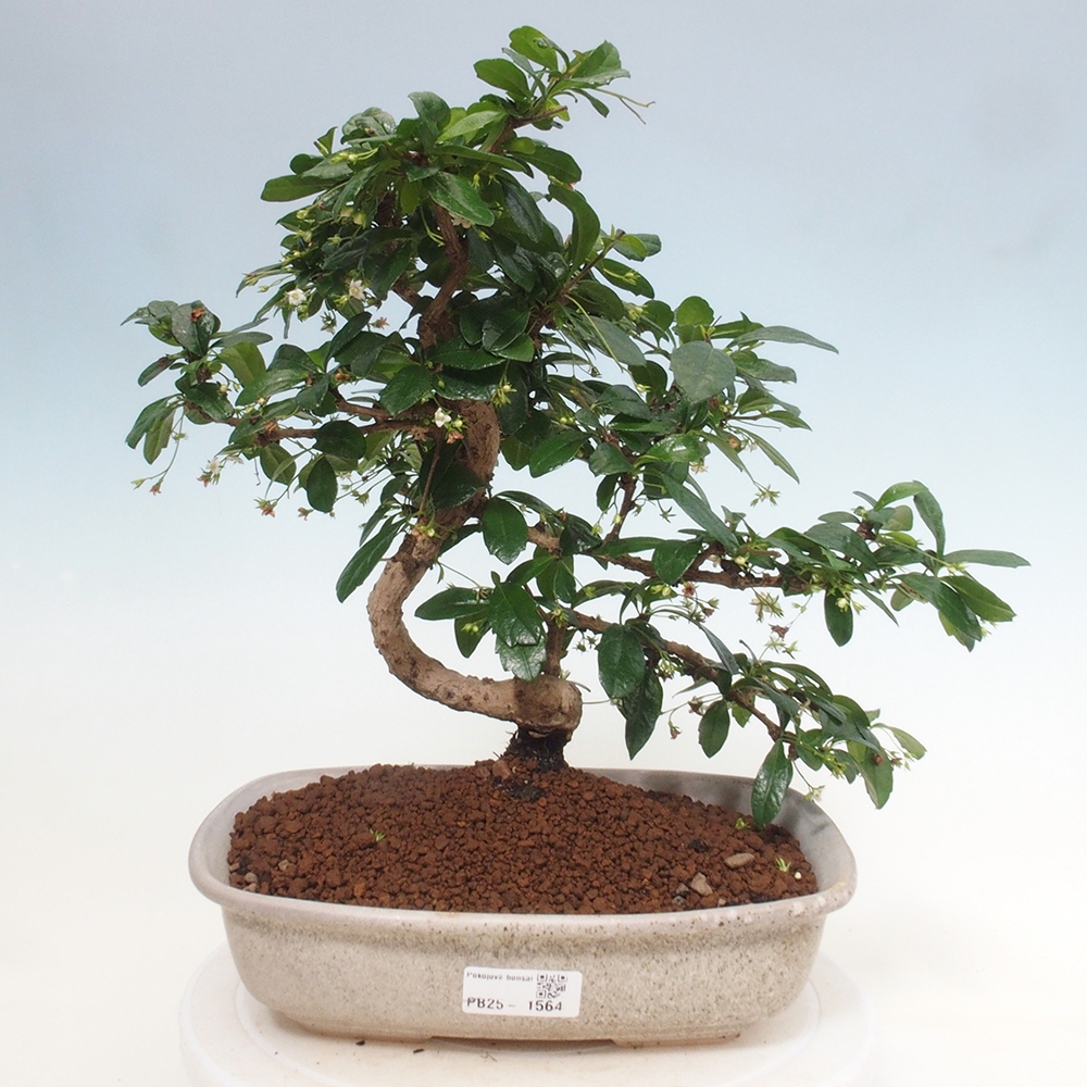 Zimmer Bonsai - Carmona macrophylla - Tea Fuki