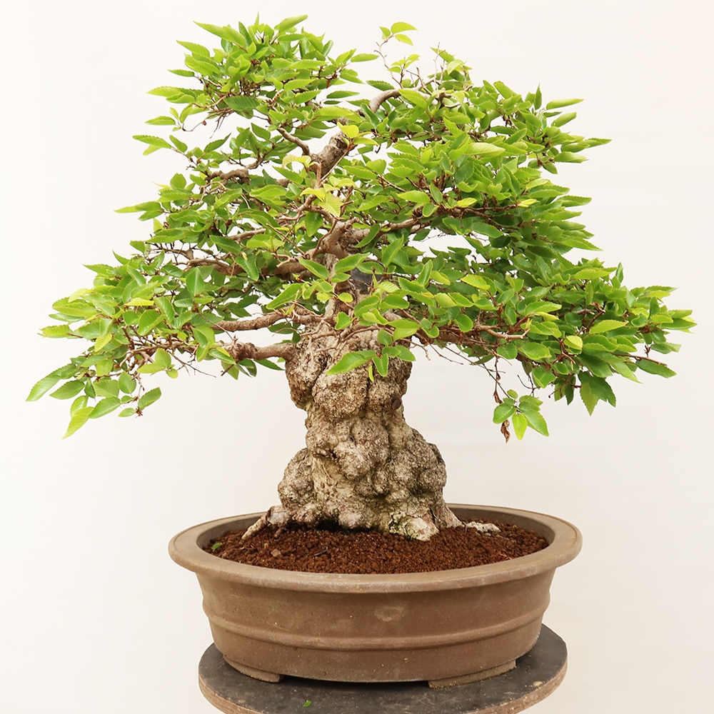 Bonsai im Freien - Carpinus Coreana - Koreanische Hainbuche