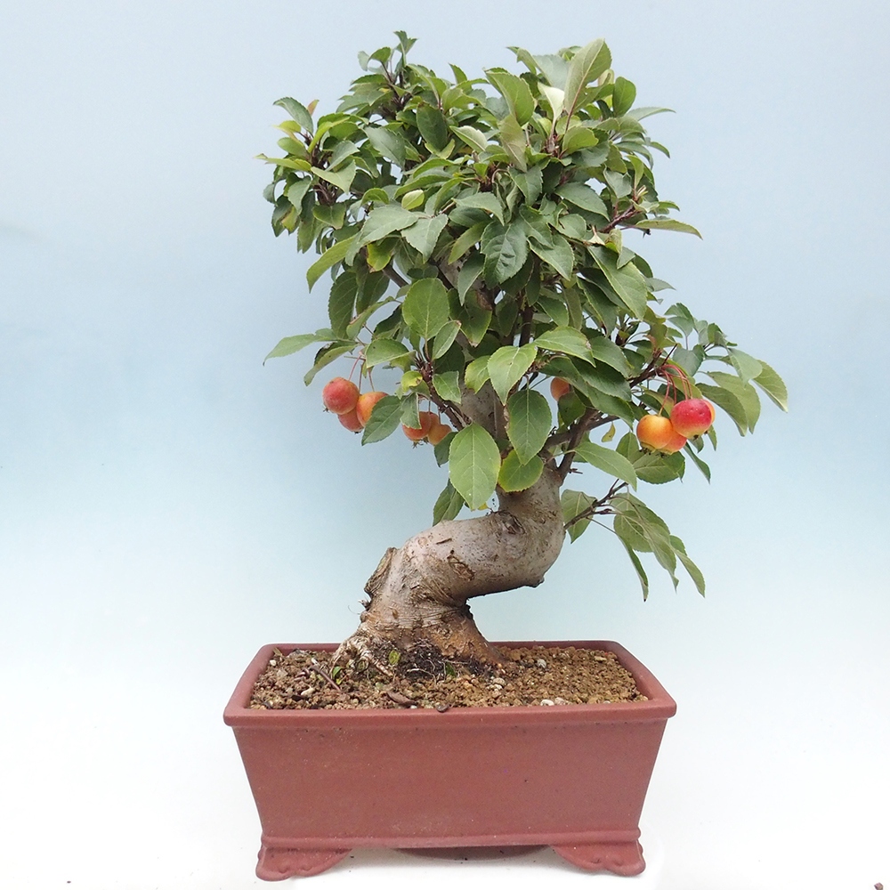 Bonsai im Freien - Malus halliana - Kleinfruchtiger Apfelbaum