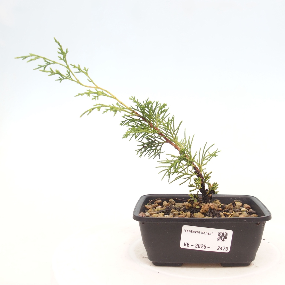 Outdoor bonsai - Juniperus chinensis Itoigawa - Chinese juniper