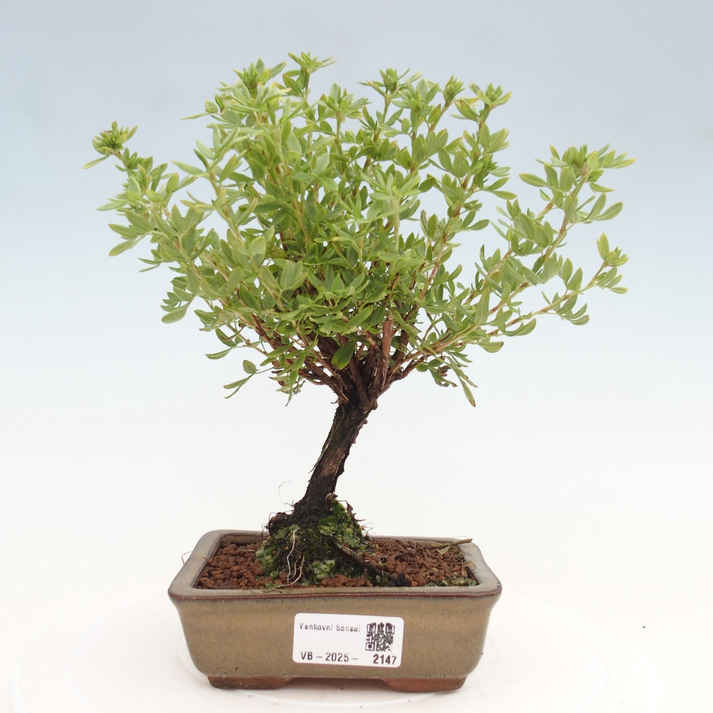 Outdoor-Bonsai-Fingerkraut - Potentila fruticosa gelber Vogel