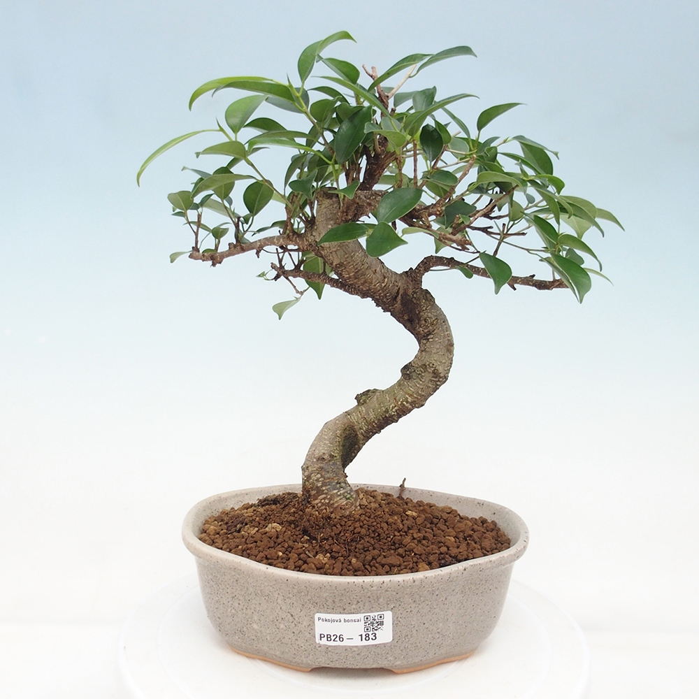 Indoor-Bonsai - Ficus retusa - kleiner Ficus