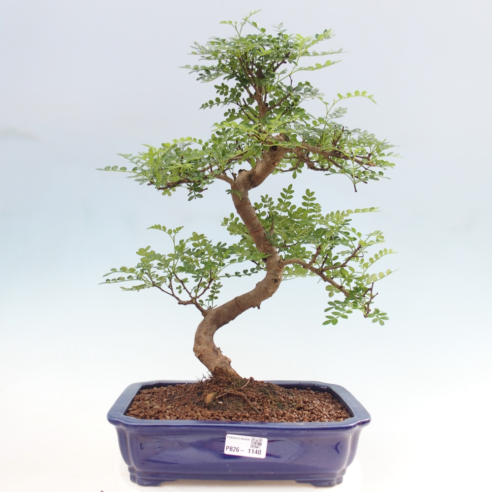 Zimmer Bonsai - Zantoxylum piperitum - Pfefferbaum