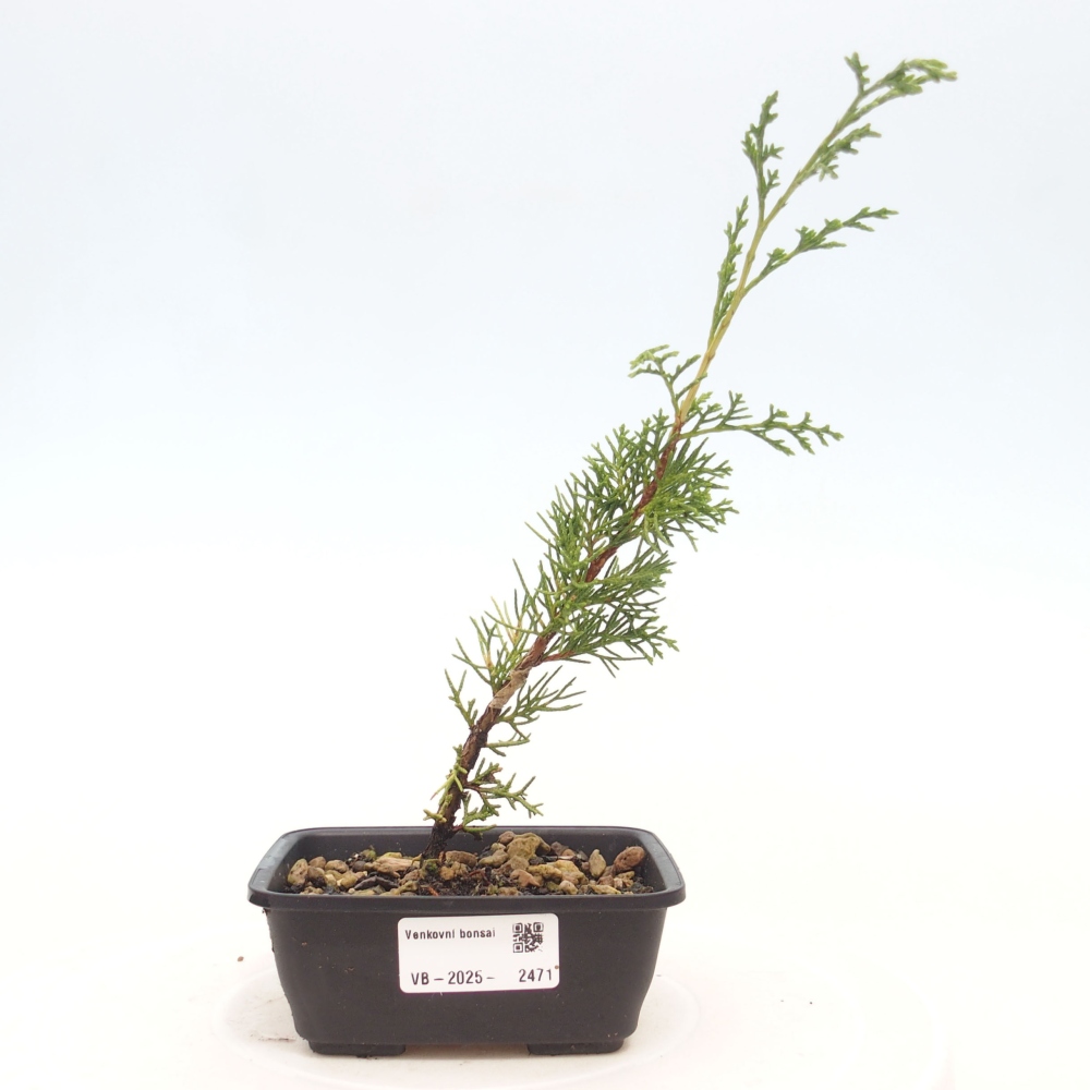 Outdoor bonsai - Juniperus chinensis Itoigawa - Chinese juniper