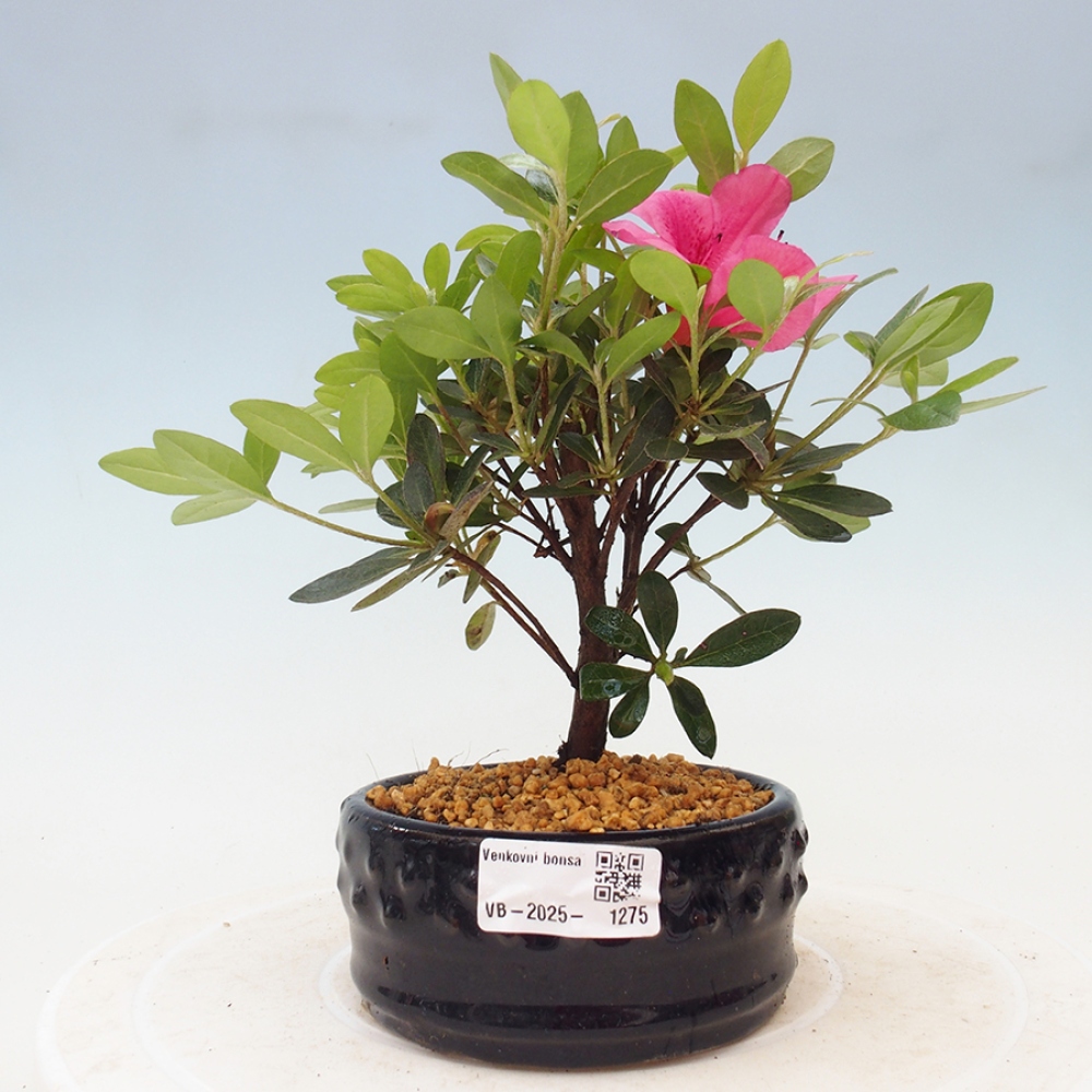 Bonsai im Freien - Japanische Azalee - Azalea sp.
