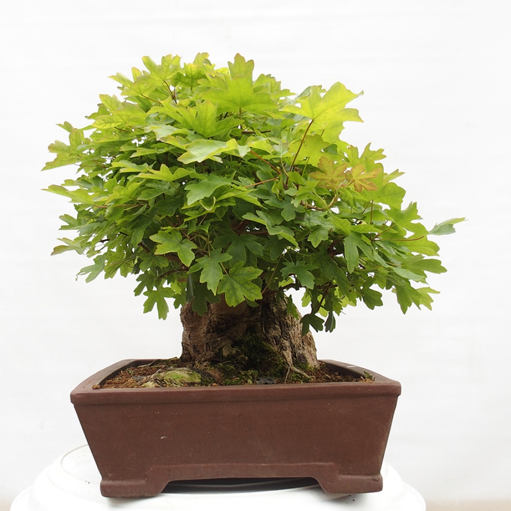 Bonsai im Freien - Baby-Ahorn - Acer campestre