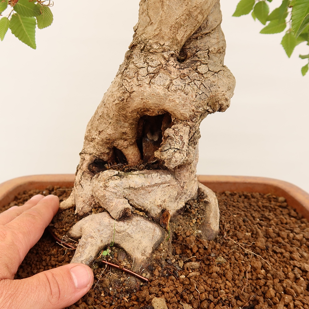 Bonsai im Freien - Carpinus Coreana - Koreanische Hainbuche
