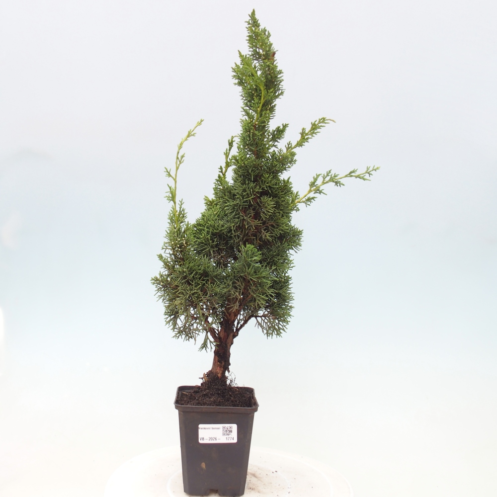 Bonsai für draußen - Juniperus chinensis Kishu