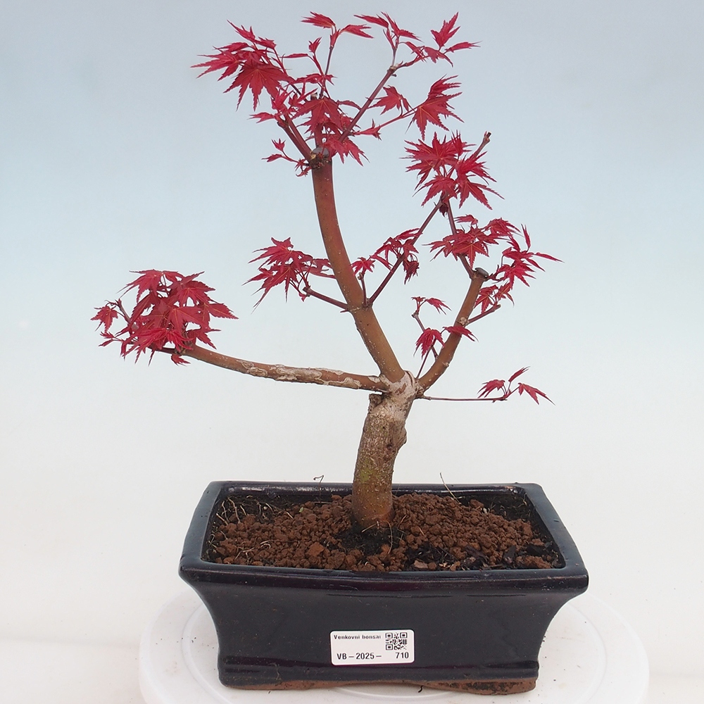 Outdoor bonsai - dlanitolistý klon - Acer palmatum DESHOJO