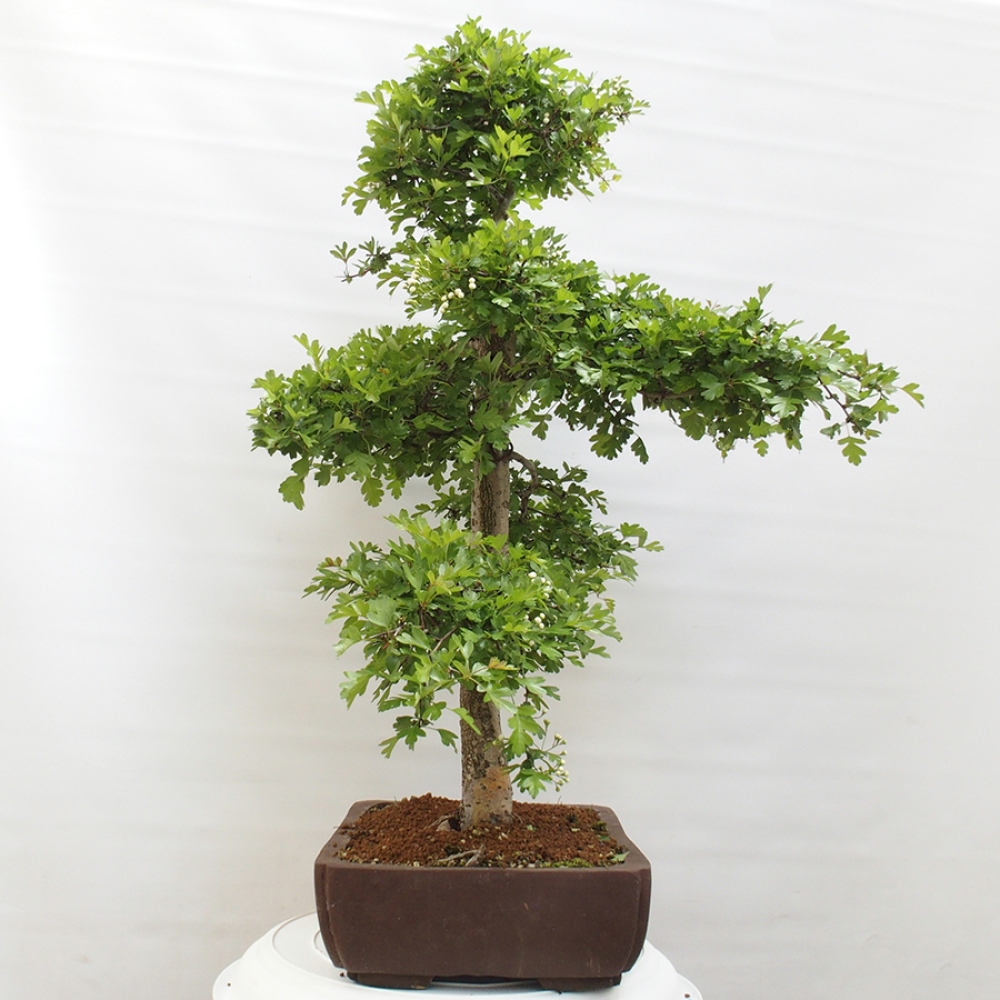 Bonsai im Freien - Weißdorn - Crataegus monogyna