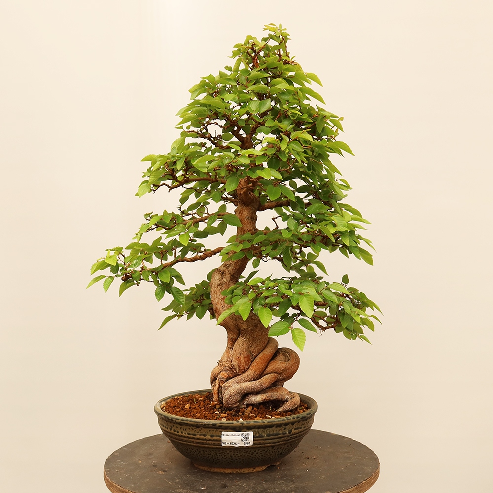 Bonsai im Freien - Carpinus Coreana - Koreanische Hainbuche