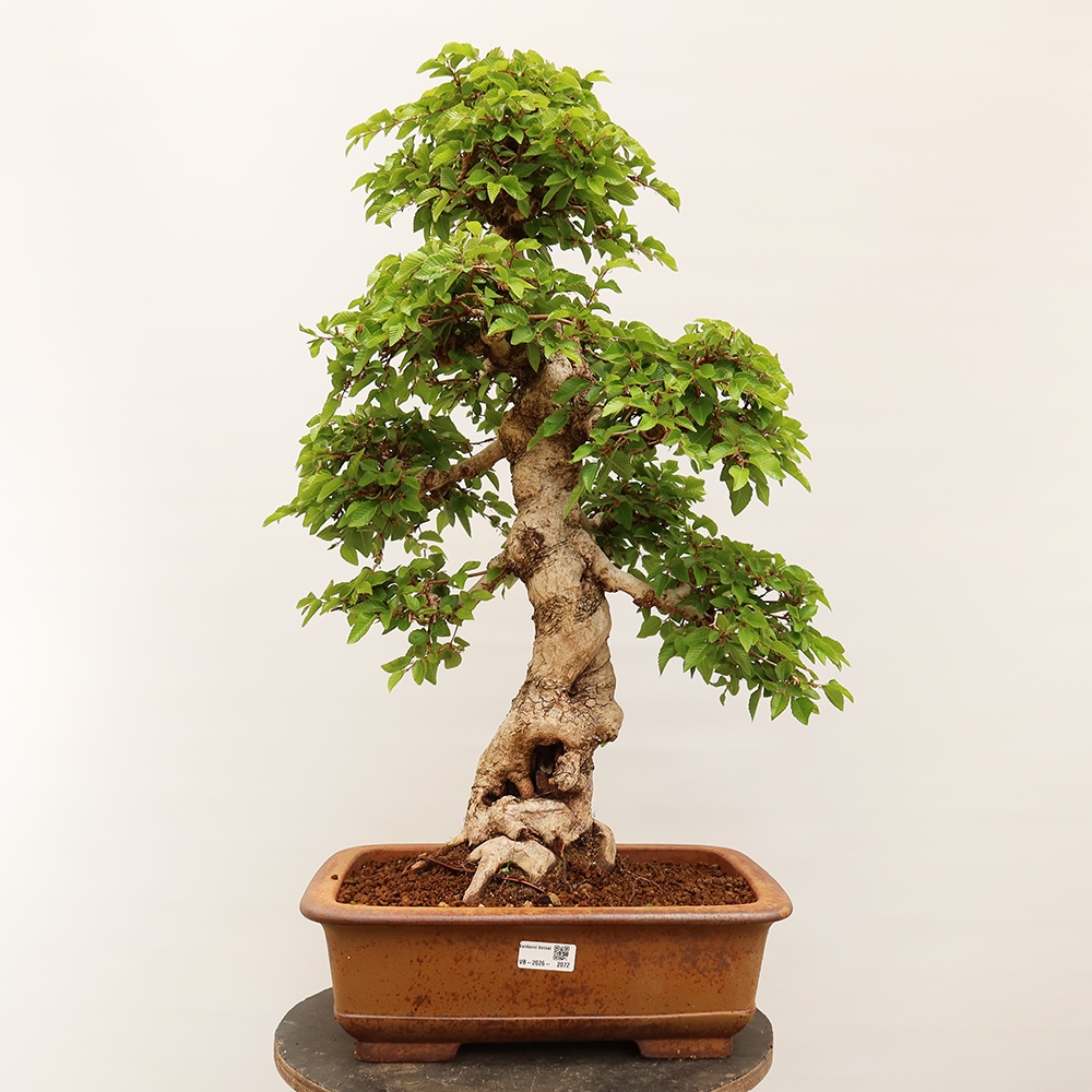 Bonsai im Freien - Carpinus Coreana - Koreanische Hainbuche