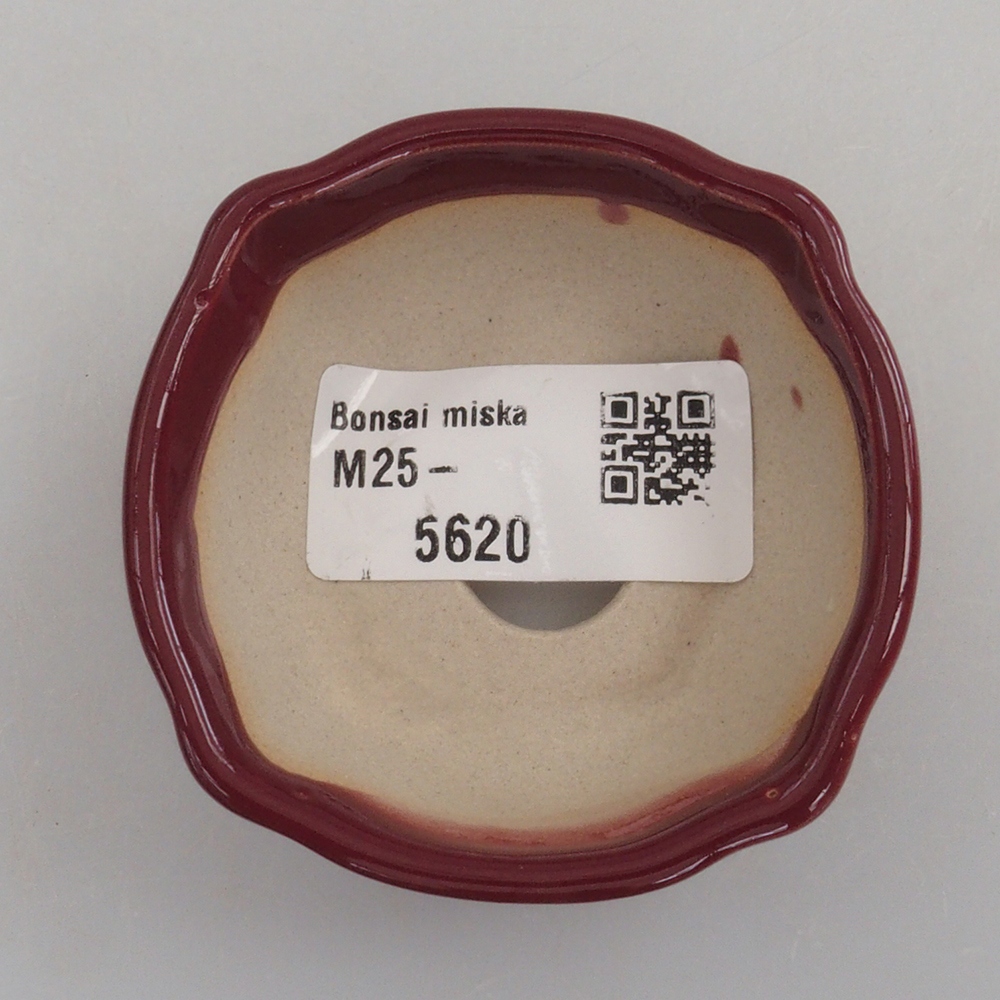 Mini-Bonsaischale 6 x 6 x 2,5 cm, Farbe Burgunder