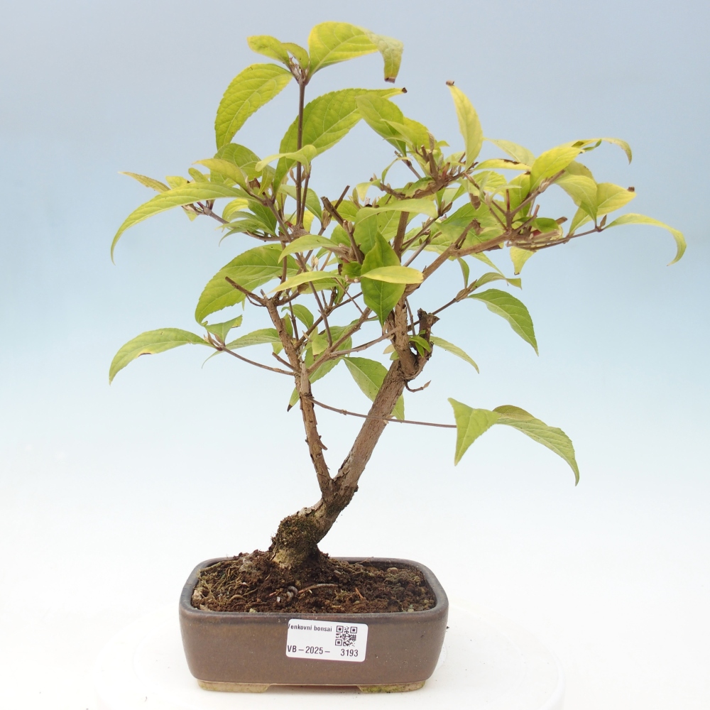 Bonsai im Freien - wunderschöne Pflanze - Callicarpa japonica