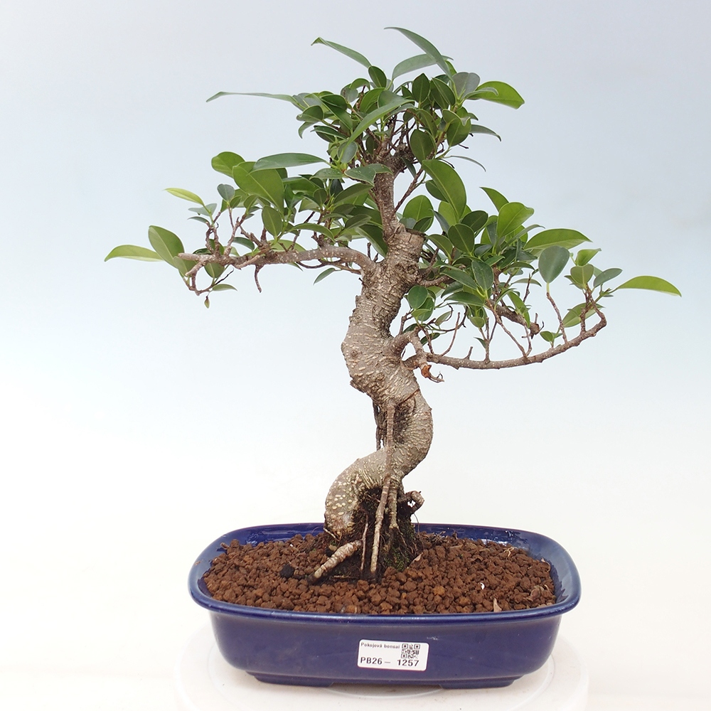 Indoor-Bonsai - Ficus kimmen - kleinblättriger Ficus