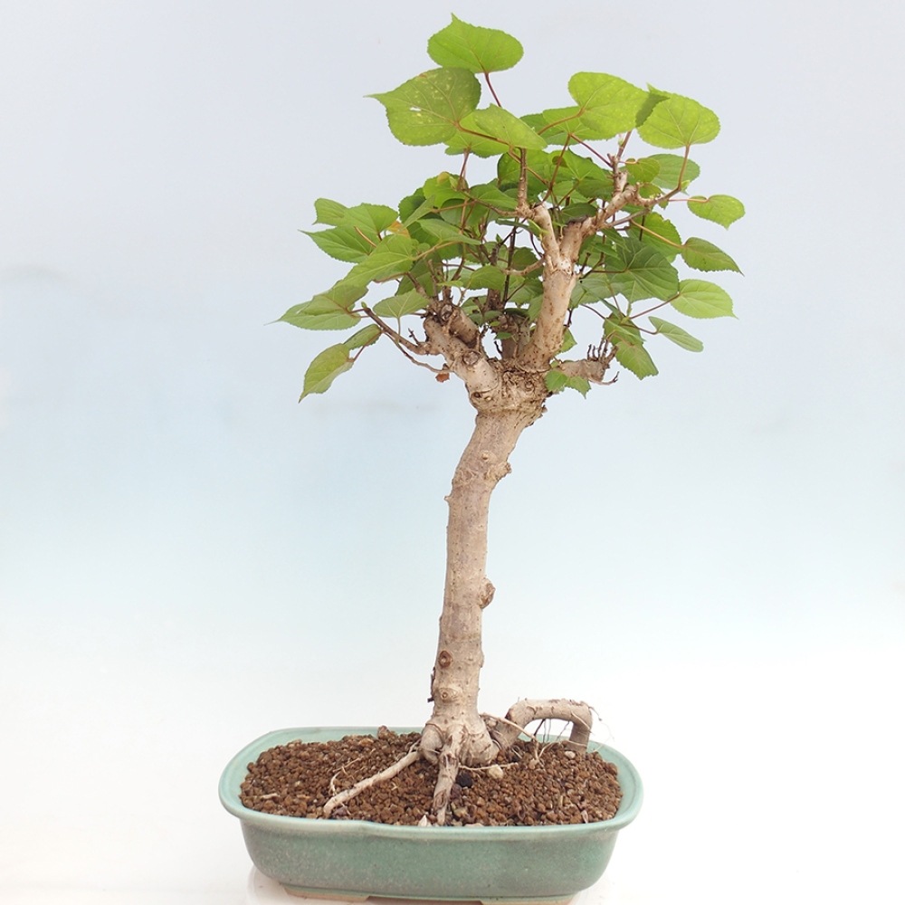 Zimmerbonsai - Hibiscus tiliaceus - Meereshibiskus
