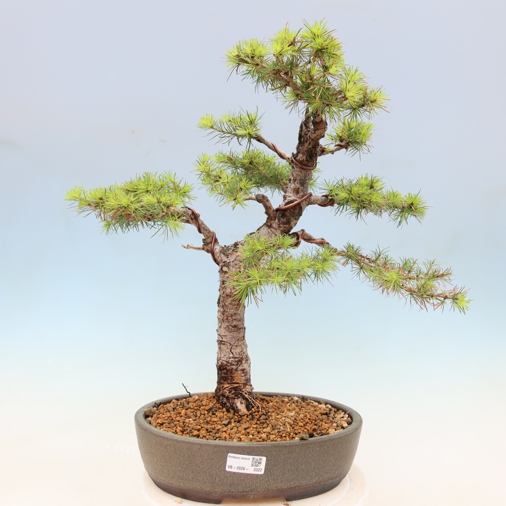 Bonsai für draußen -Larix decidua - Lärche