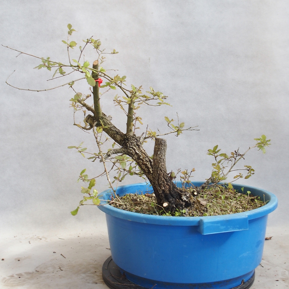 Freilandbonsai Quercus Cerris - Eiche Cer